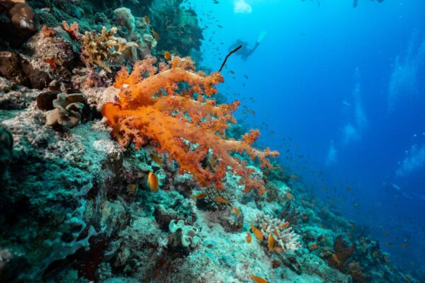 7 Days Sharm El Sheikh Diving Package